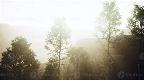 Pine trees and Huangshan mountains in China 5522838 Stock Photo at Vecteezy