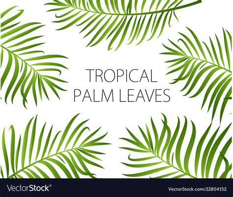 Palm leaves background Royalty Free Vector Image