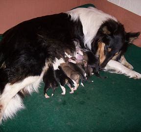 scotch collie puppies - Old-Time Scotch Collie Association