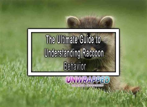 The Ultimate Guide to Understanding Raccoon Behavior