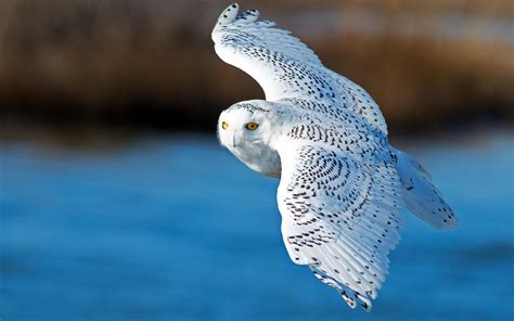 Snowy Owl Bird Flying wallpaper | other | Wallpaper Better