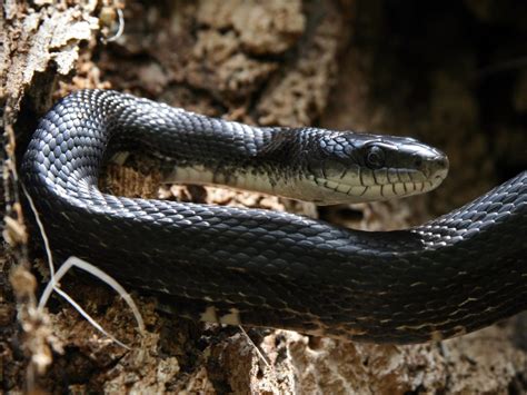 8 Surprising Facts About the Rat Snake - Earth.com