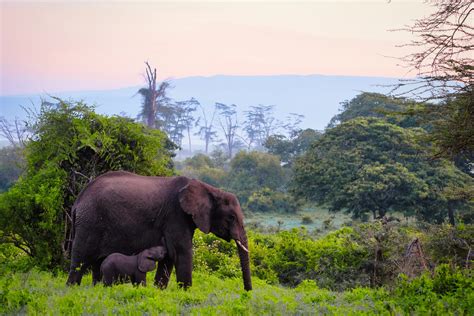 What to Expect on a Ngorongoro Crater Safari: Ultimate Guide