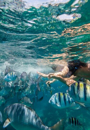 Where to Go Snorkeling in Bermuda | Celebrity Cruises