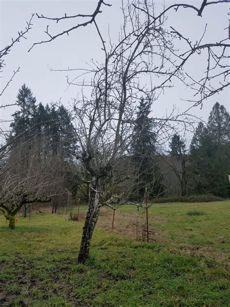 Pruning fruit trees – Erin's Field Study