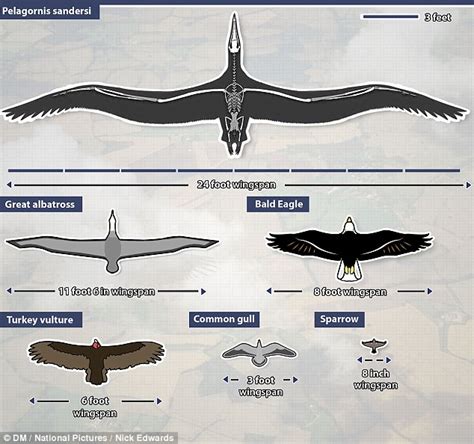 The world's largest ever bird revealed