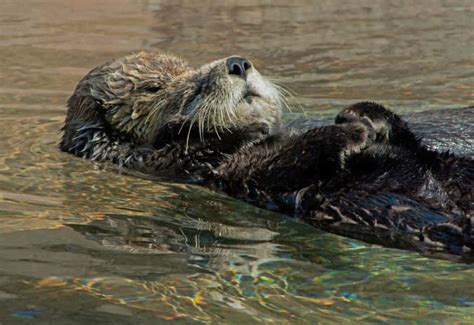 Baby Sea Otter Holding Hands