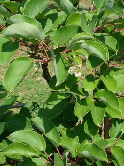 Actinidia rufa (Siebold & Zuccarini) Planchon ex Miquel