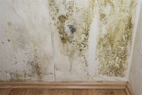 Need to Know How To Remove Mildew From Your Home?