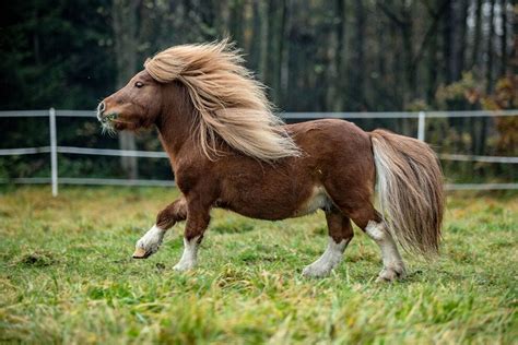 Ponies and mini horses: 10 adorable photos to brighten your day