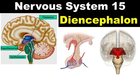 Diencephalon | Thalamus | Hypothalamus | Epithalamus| Pineal Gland | Melatonin | Dr Ghanshyam ...