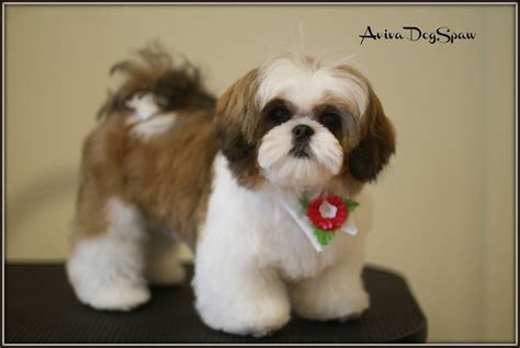 Shih Tzu Cortes | FormatoAPA.com: Reglas y Normas APA