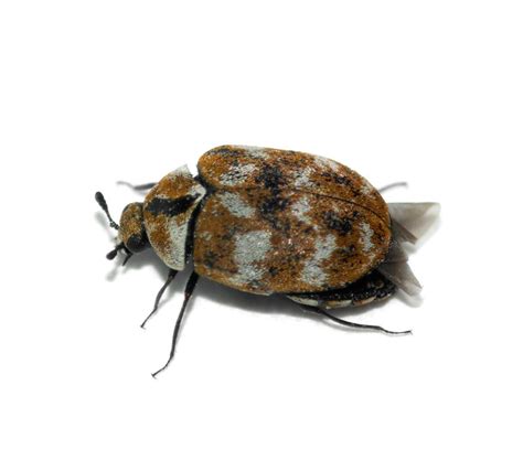 What Is A Furniture Carpet Beetle – Two Birds Home