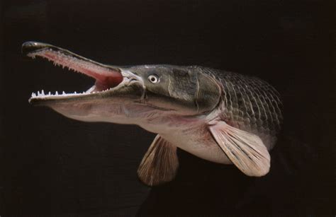 Alligator gar ~ SAVE OUR TIGERS