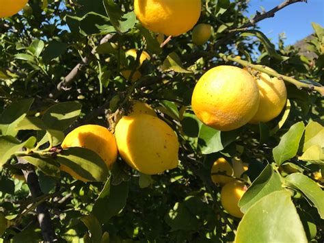 Organic Lemons Delivered to Melbourne – 18kg box – Warby Range Citrus ...