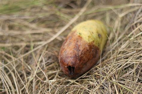 Rotten mango on mango tree. Mango damage by friut fly Stock Photo | Adobe Stock