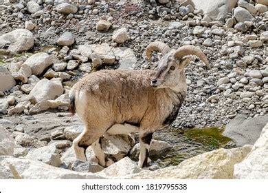 9 Ladakh urial Images, Stock Photos & Vectors | Shutterstock