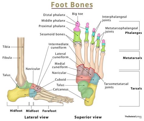 31+ Big Toe Diagram - AsiahShinjini