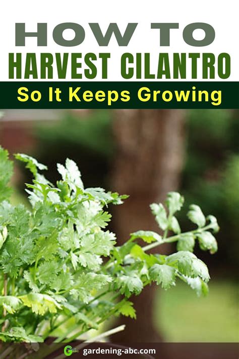 How Do You Harvest Cilantro So It Keeps Growing? [Simple Guide] | How to harvest cilantro ...