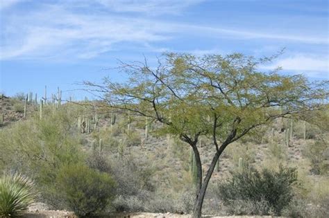 chilean mesquite tree seeds - Joycelyn Ferrari