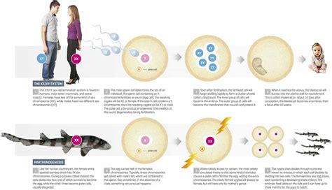 Parthenogenesis definition, types of parthenogenesis