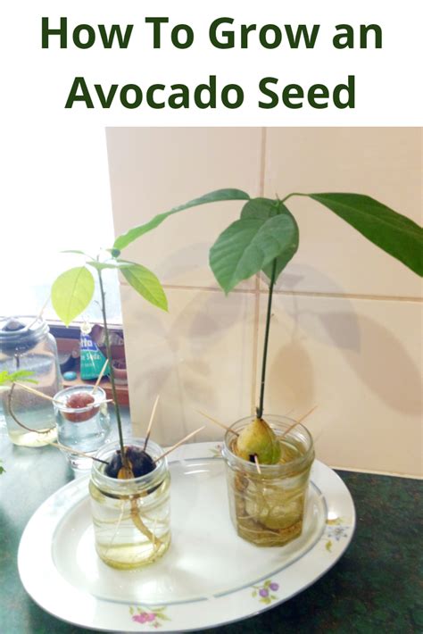 How To Grow an Avocado Seed - Step by Step Guide