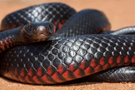 Red-Bellied Black Snake Bite - Animals Around The Globe