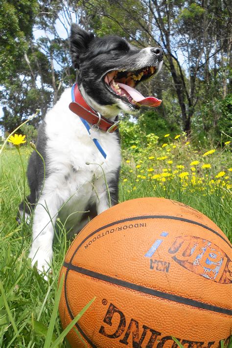 Tammy the soccer playing dog with her favourite toy.