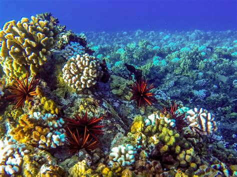 Snorkel Molokini Crater in Maui with Redline Tours