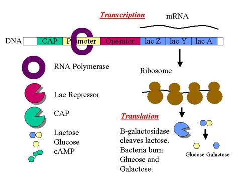 Joe's Guide to Science: The Lac Operon