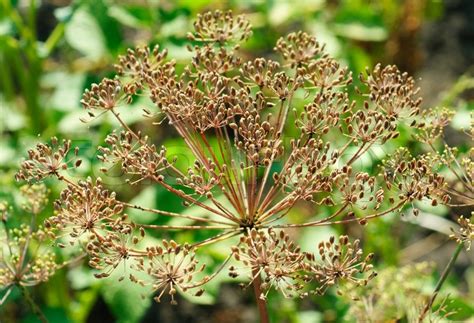 Fennel seeds in the garden | Stock Photo | Colourbox