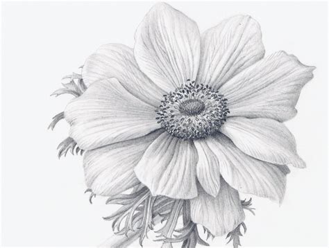 Pen And Ink Flower Drawing at GetDrawings | Free download