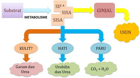 BIO FUN LEARNING: SISTEM EKSKRESI PADA MANUSIA: GINJAL (Urinaria)