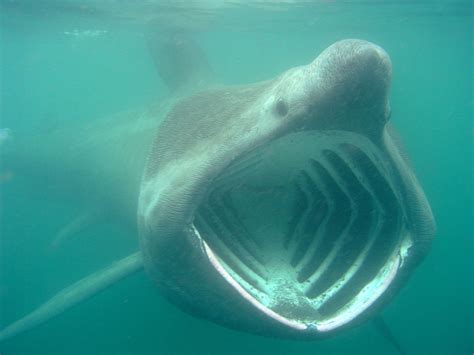 Whale Shark Teeth