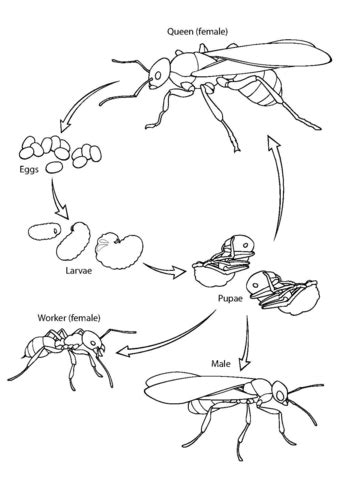 Ant Life Cycle coloring page | Free Printable Coloring Pages