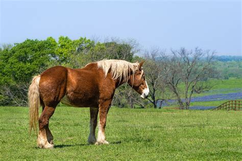 Black Belgian Draft Horse