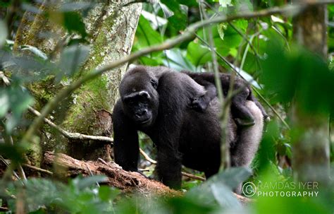 Congo Wildlife – Ramdas Iyer Photography