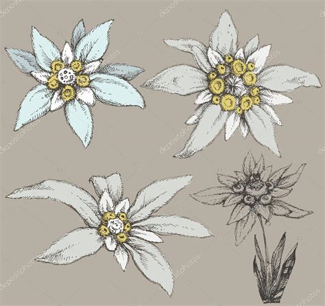 Edelweiss Botanical Drawing Choose from 30 edelweiss graphic resources and download in the form ...