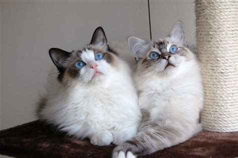 Most Popular Cat Breeds In America - FunCage