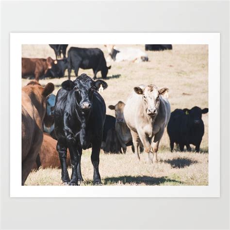 Cow portrait Art Print by Andrea Anderegg Photography | Society6