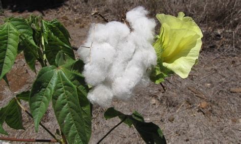 What Is Pima Cotton Fabric? [Complete Guide]