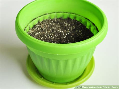 How to Germinate Cilantro Seeds: 10 Steps (with Pictures)