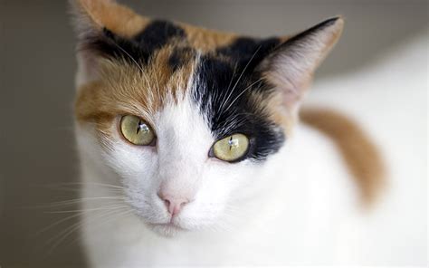 calico cat breed characteristics - Fritz Wilt