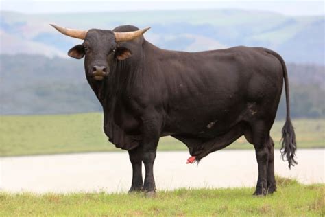 Brangus Cattle Bull Stock Photo - Download Image Now - iStock