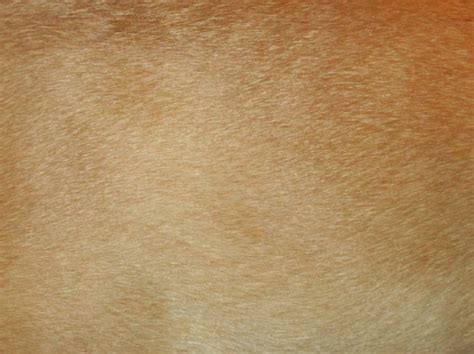 Dog Fur Texture III Free Stock Photo - Public Domain Pictures