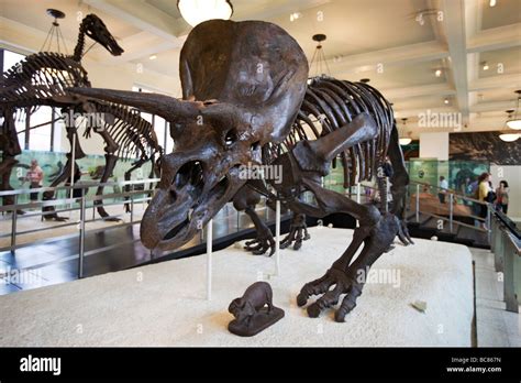 Triceratops Horned Dinosaur Fossil Museum of Natural History NYC Stock Photo - Alamy