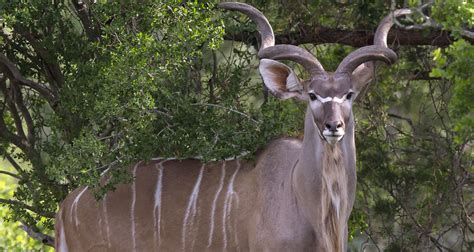 Kudu Antelope - WildLife Partners, LLCWildLife Partners, LLC