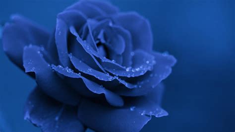 Blue Rose Wallpapers Images Photos Pictures Backgrounds