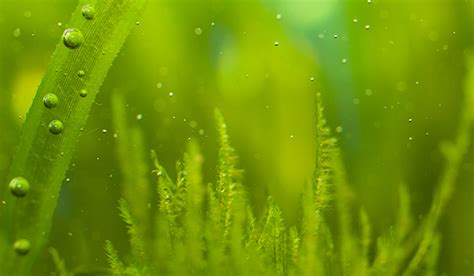 How to Encourage Algae Growth - Guppy Aquarium