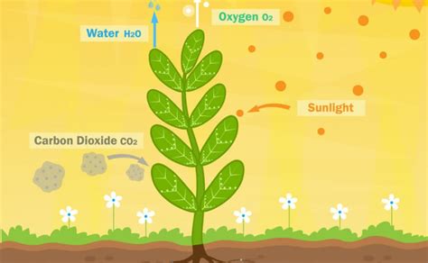 Plant Adaptation and Responses Study guide - Inspirit